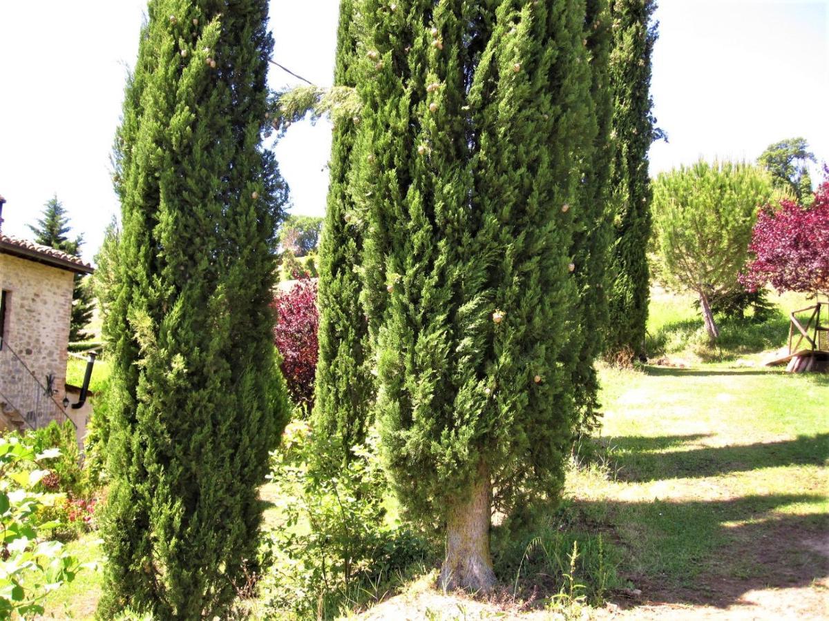 La Pietra Rara B&B Montone  Buitenkant foto