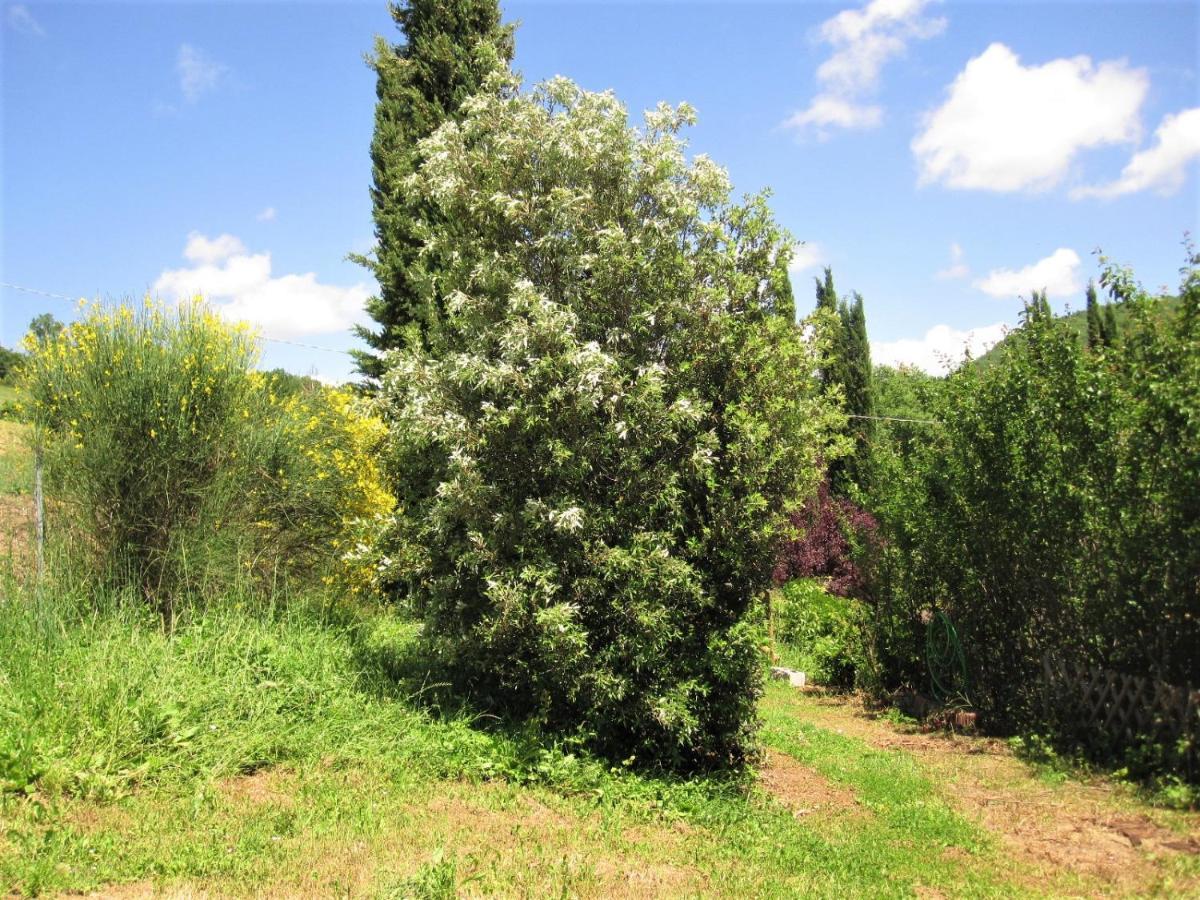 La Pietra Rara B&B Montone  Buitenkant foto